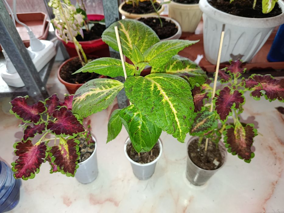 Комнатное растение. Колеус