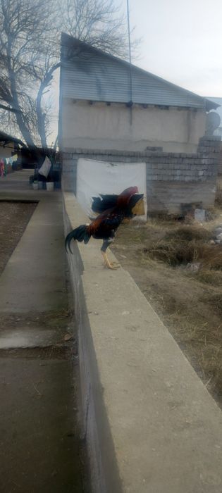 Продаётся дакан бойцовый шөже 6-месяцев