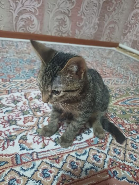 Мысық тегін беремін