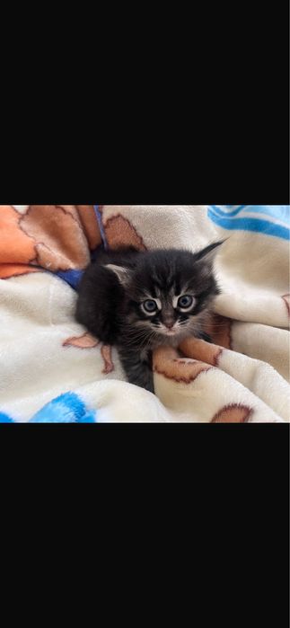 Отдам в добрые руки