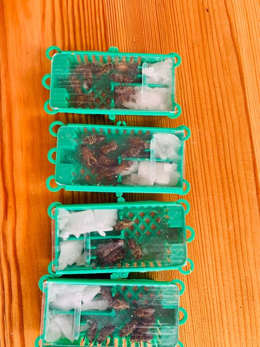 Пчелни майки от селективни семейства