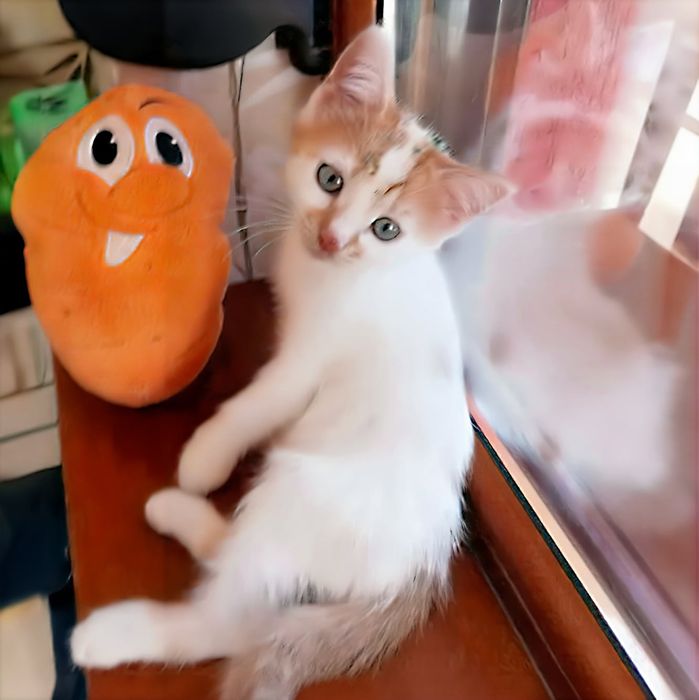 Мъжки котета на 3 месеца търсят дом