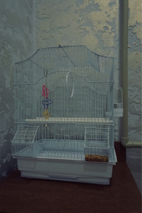 Продается попугай с клеткой