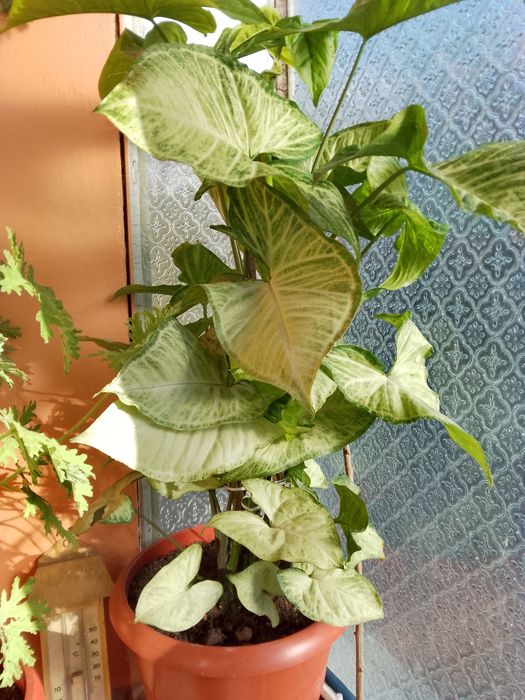 Цветя, зелени, няколкогодишни