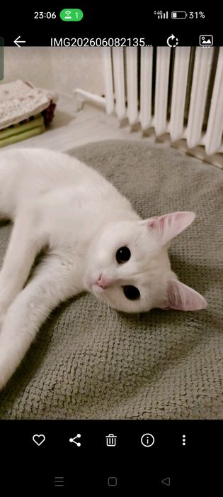 Милая красивая кошечка в добрые руки.