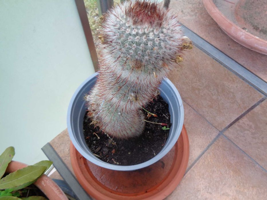 vind  plante cactusi