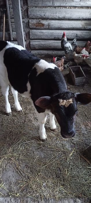 Продам теленок бычок.