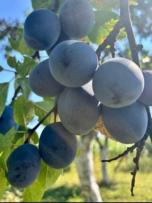 Vand prune de tuica