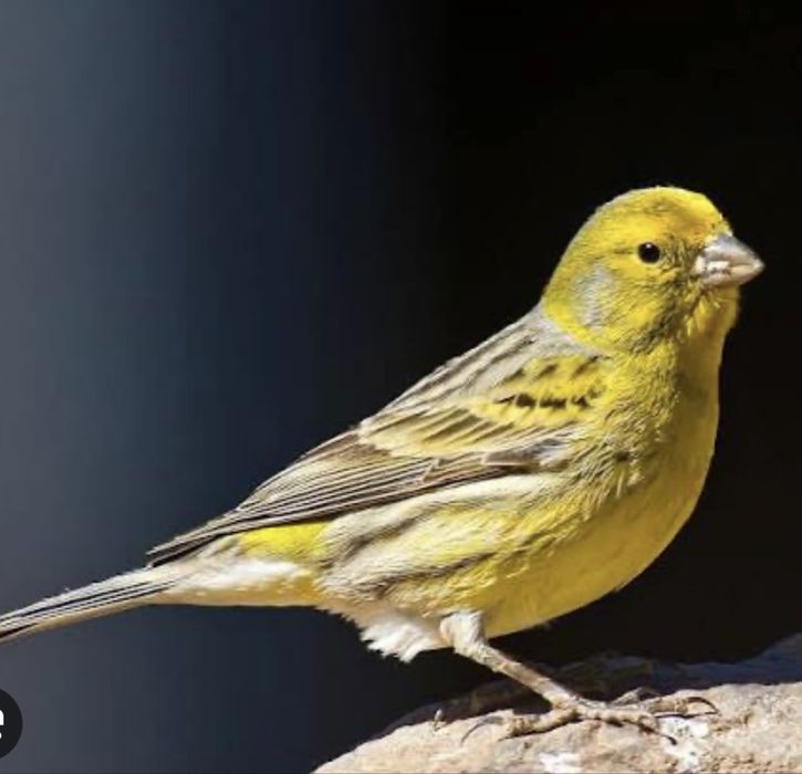 Канарейки дисковые