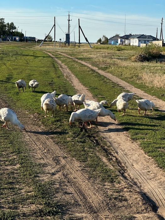 Продам гусей линда