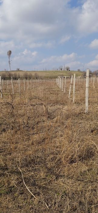 Шпалер сотилади.