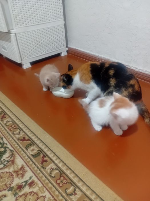 Котята в добрые руки