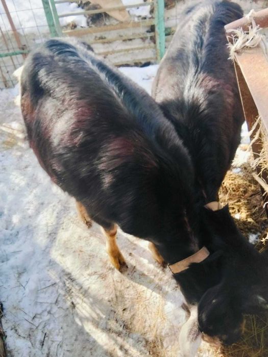 Продам дойных коз