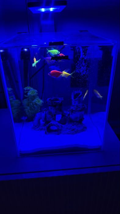 Аквариум готовый 20 л с рыбками