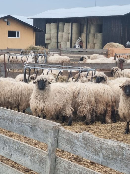 Vând 70 de oi turcane bucălăi