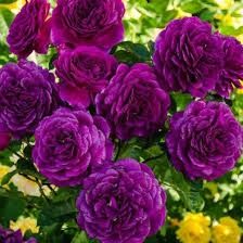 Trandafiri tip tufa și cataratori ( Diverse culori )