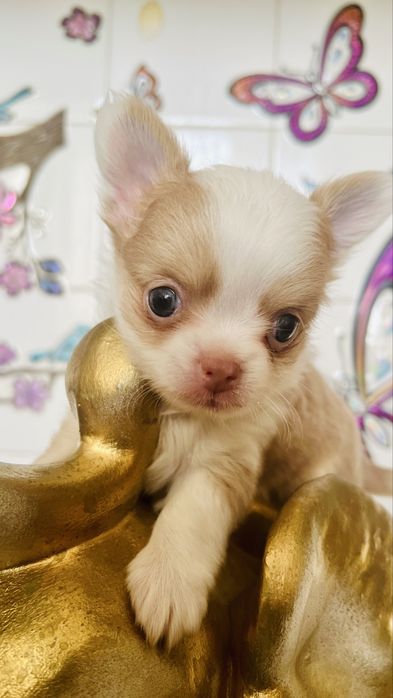 Чихуахуа момиче и 2 момчета. София зона б19.