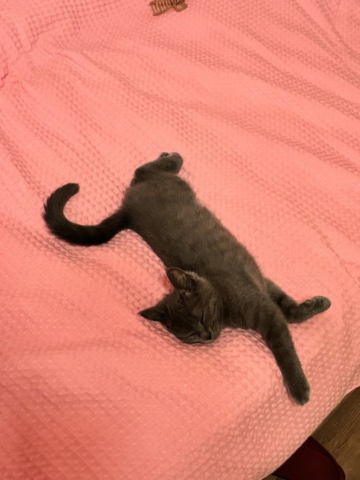 Потерялась кошка, отеген батыра