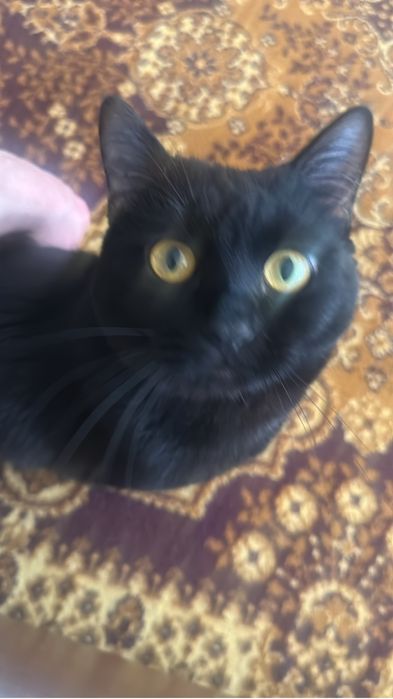 Отдам кота в добрые руки