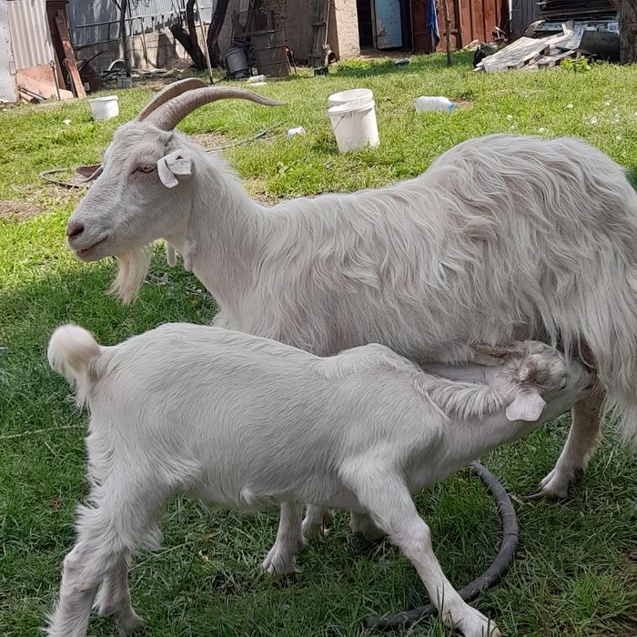 Альпийский лақтар 3айлық