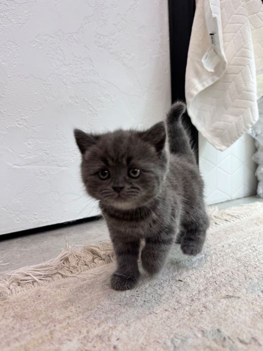 Продам котенка Британку