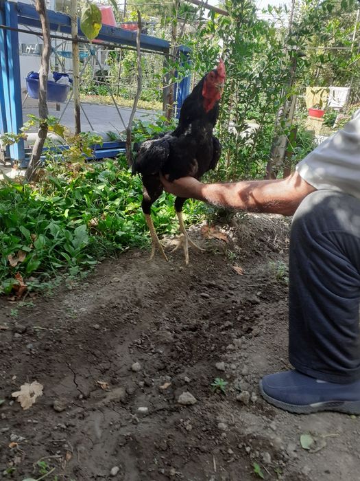 Zotdor Xòroz 1 yosh