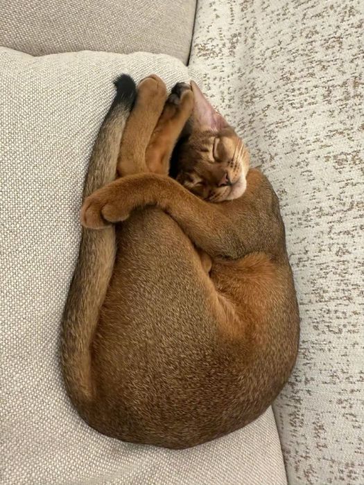 Ищем кота для вязки