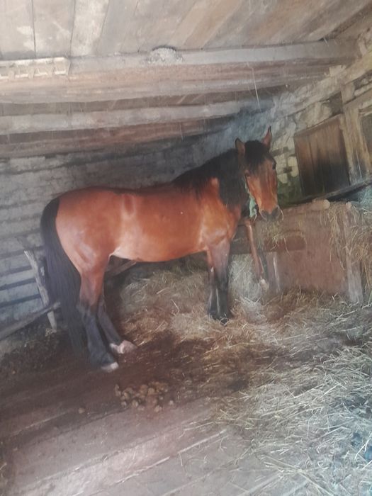 Vând iapa foarte cuminte