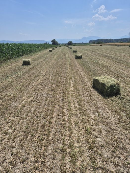 Vand baloti de Lucerna fan productie 2025  Transport la domicilu