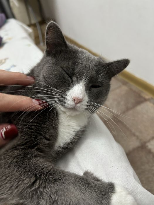 Отдам Кошку 2 года  6 мес.