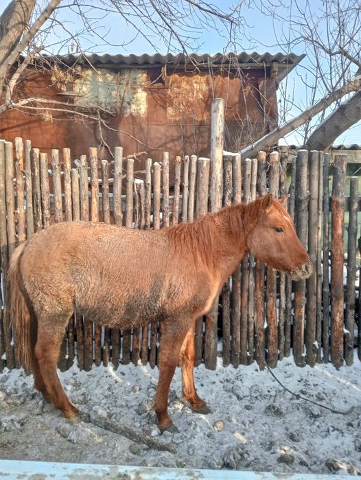 Құнан сатылады откорм да тұр