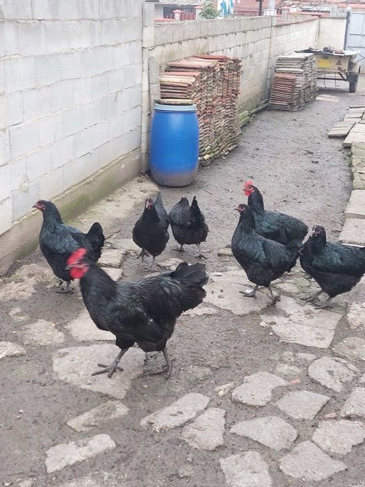 Кокошки джърси гигант