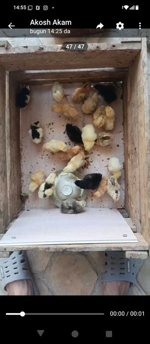 arzon Jojalar buxoro