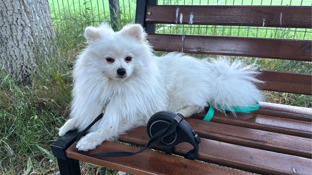 Немецкий шпиц ждёт девачак на вяску