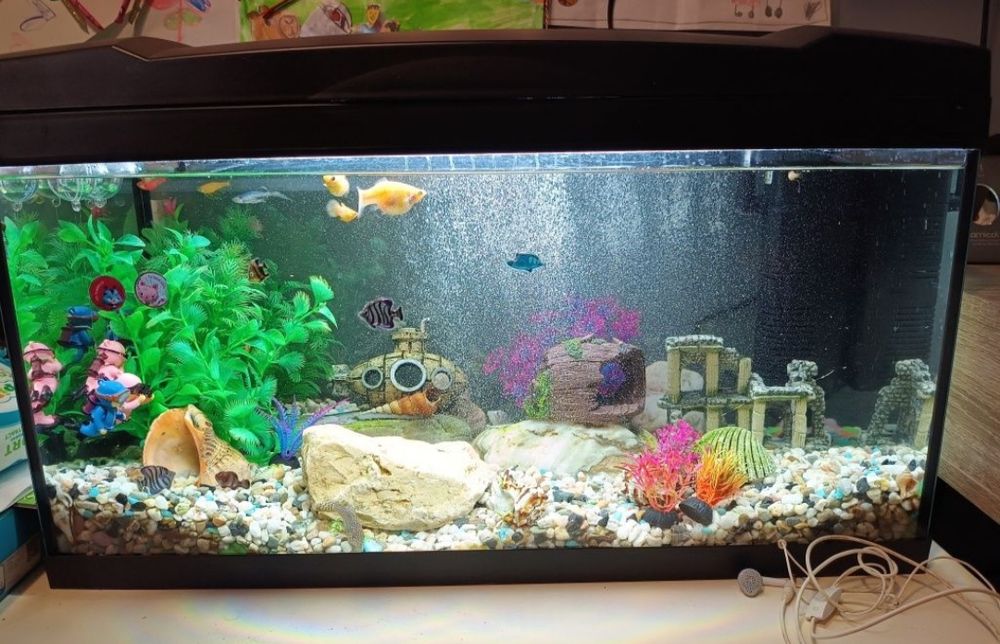 Acvariu cu pesti