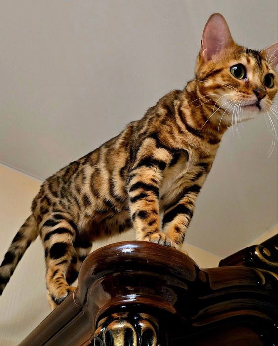 Бенгальская кошка