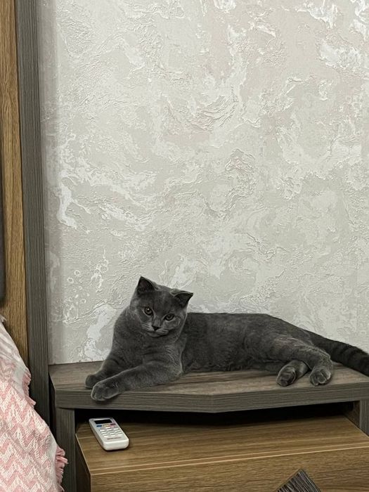 Сотилмайди!!  вязкага аёл мушук керак