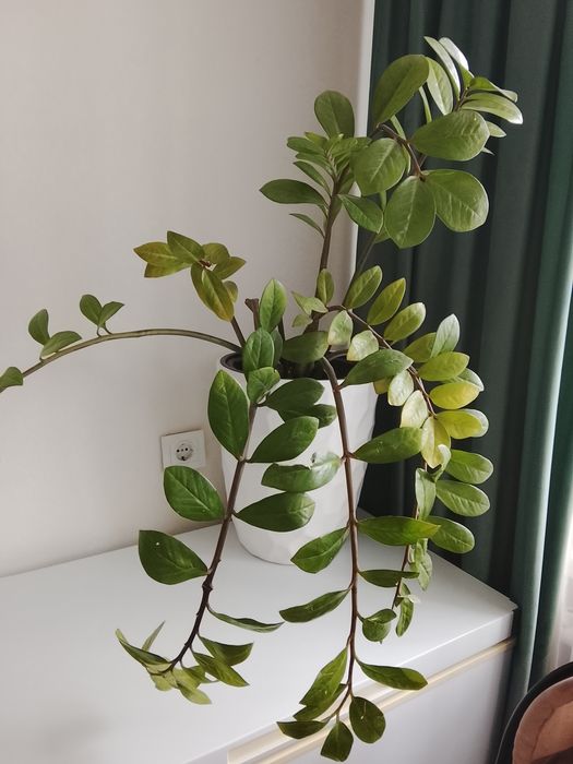 Продается Долларовое дерево