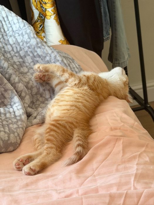 Маленький котёнок