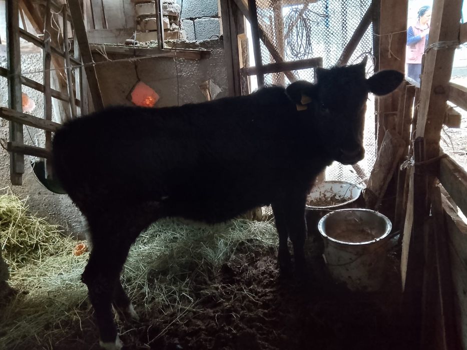 1 жасар ұрғашы бордақы бұзау сатылады