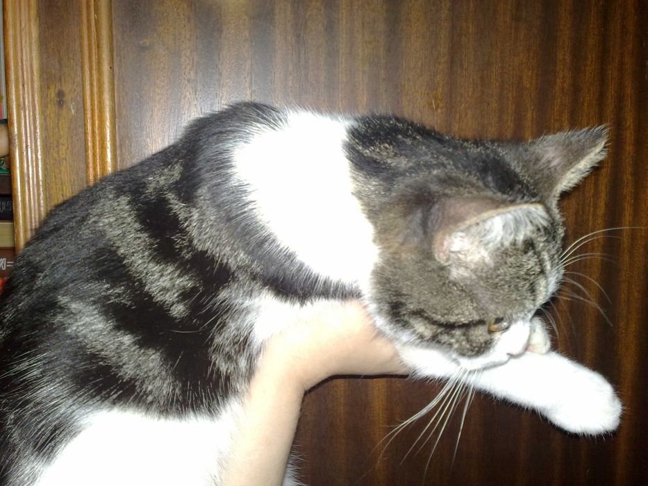 Красивый котик британец, 1 год, плоскомордый.