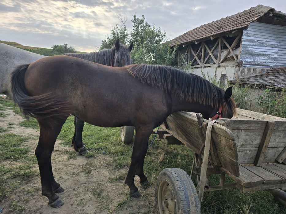 Mânză de 11 luni de vânzare
