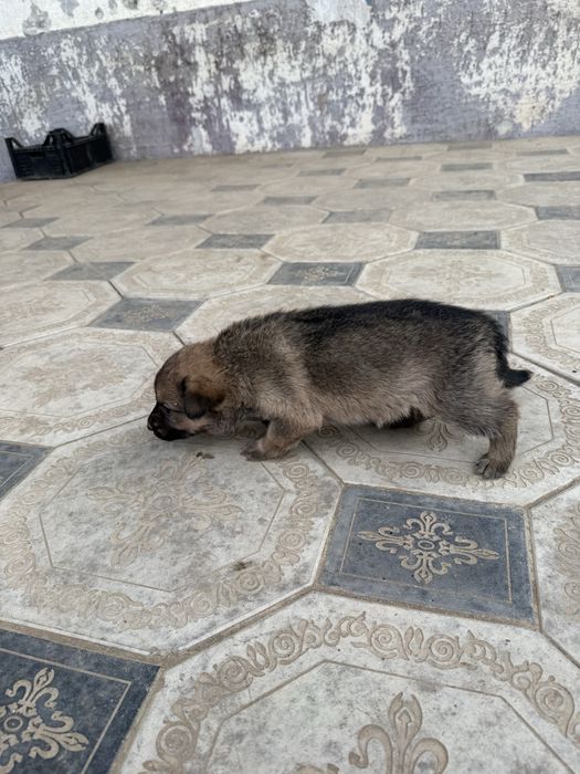 Продаётся щенок немецкой овчарки