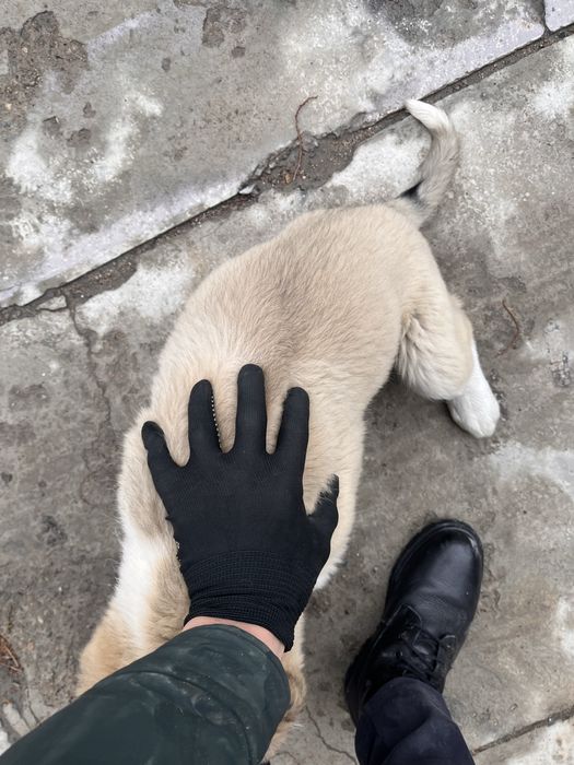 Алабай күшік сатылады