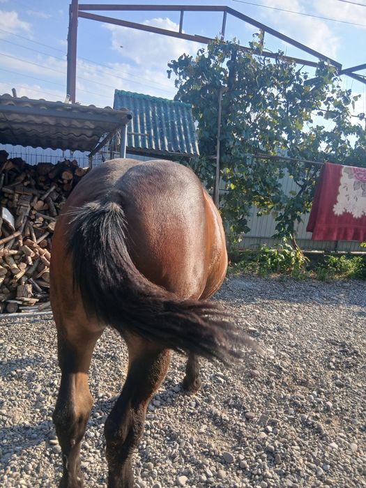 Mînz  6 luni cuminte