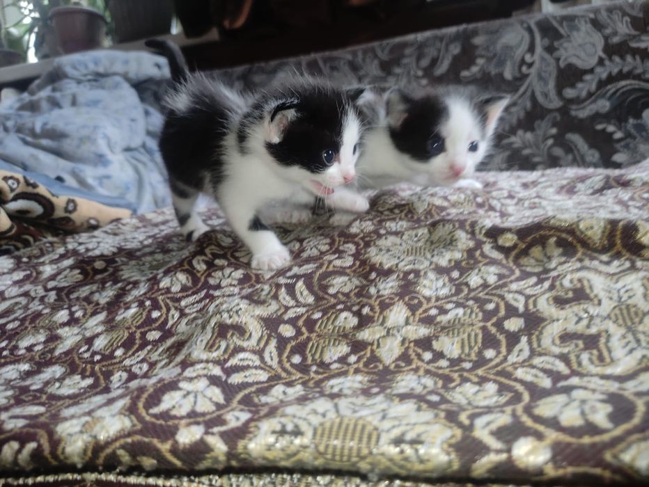 Отдам котят в хорошие руки