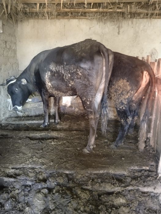 Сиыр еті сатылады соиып өлшеп беремын