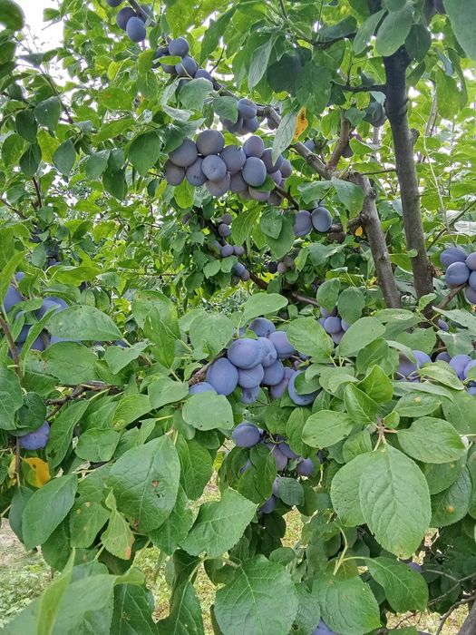 Vand prune Centenar