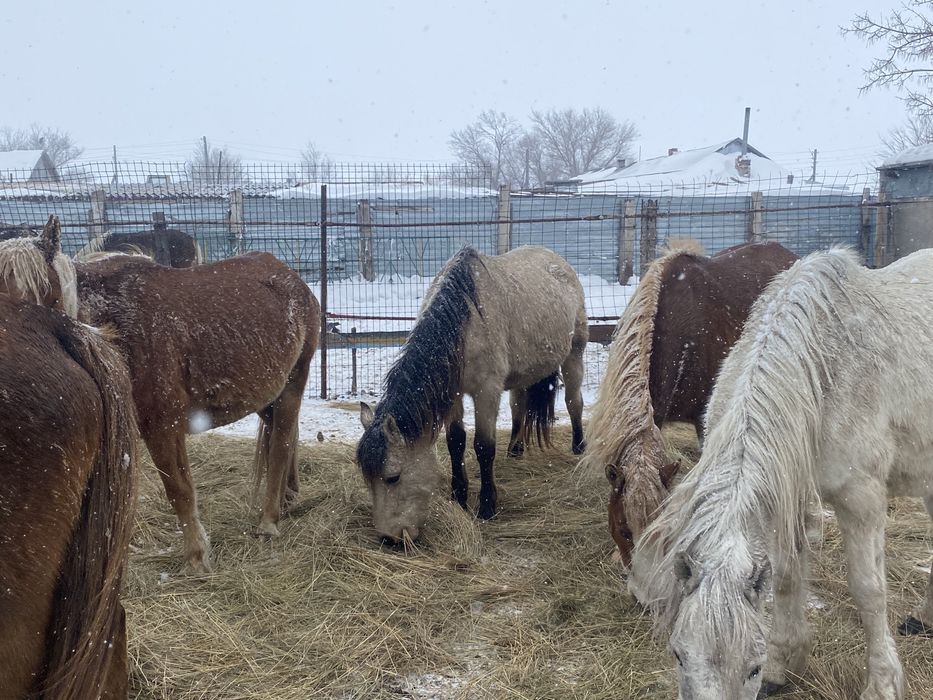 Сатылымда биелер бар келіп тандаа алыныздар