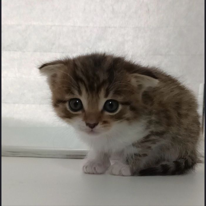 Кошка (шотландская вислоухая) срочно!!!